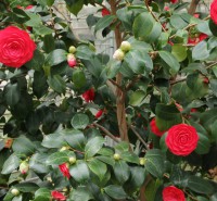 Camellia (plantmaat 3l)