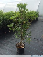 osmanthus heteroplyllus 100/120( 7 liter pot)