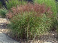 Miscanthus sinensis ‘Kleine Silberspinne (1.5 l pot)