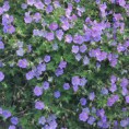 Geranium rozanne (plantmaat p9)